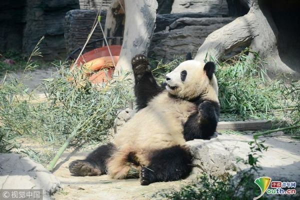 北京奥运会熊猫情况怎样？奥运会现况