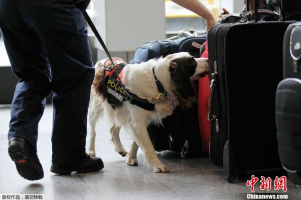 08年奥运会安保有多严格？奥运会安检犬