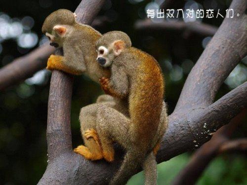 2008年奥运会开幕式猜一动物（语言动物奥运会）